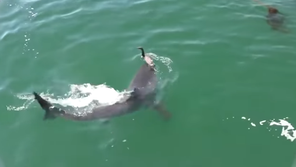 Un pato logra escapar de milagro de la mandíbula de un tiburón insaciable - Sputnik Mundo