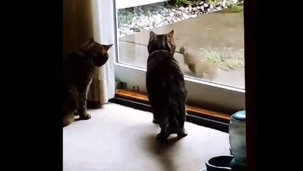 Una descarada ardilla pone a prueba la paciencia de dos gatos - Sputnik Mundo