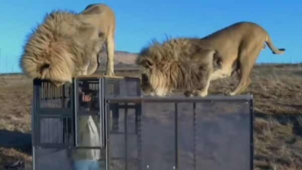 Un zoo al revés: ahora los humanos están en la jaula y los leones en libertad - Sputnik Mundo