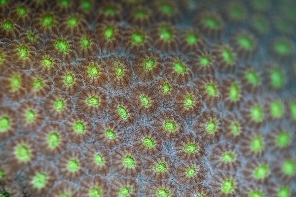 Así salvan a los corales del Caribe de una misteriosa enfermedad - Sputnik Mundo