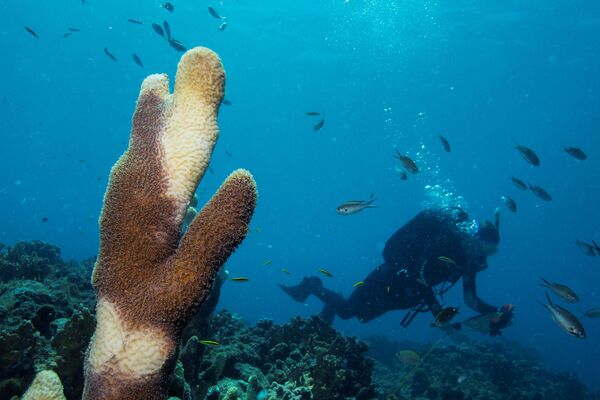 Así salvan a los corales del Caribe de una misteriosa enfermedad - Sputnik Mundo