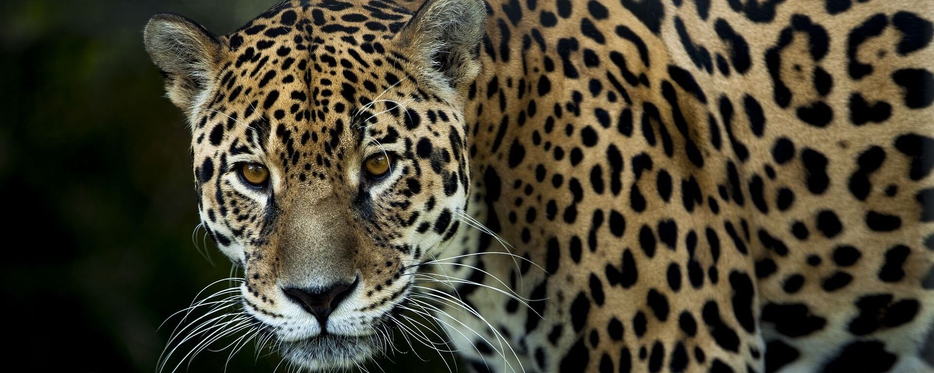 Un jaguar (imagen referencial) - Sputnik Mundo, 1920, 06.01.2021