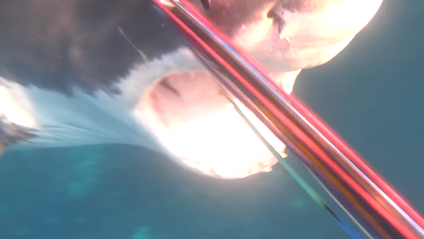 La escalofriante lucha a vida y muerte entre un buzo y un tiburón blanco  - Sputnik Mundo