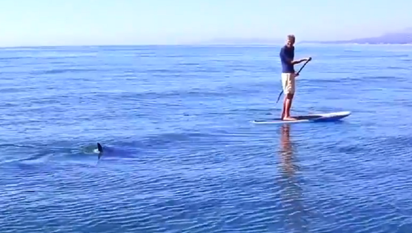 Dos tiburones blancos persiguen a unos surfistas durante media hora  - Sputnik Mundo