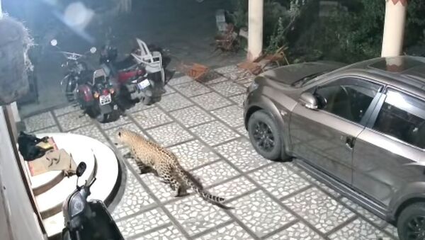 Un leopardo ataca a un perro que dormía tranquilamente en el patio de una casa - Sputnik Mundo