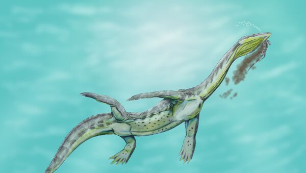 Recreación artística de un Ceresiosaurus calcagnii - Sputnik Mundo