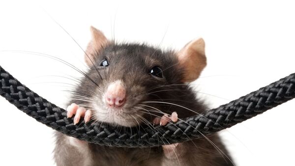Una rata, imagen referencial - Sputnik Mundo
