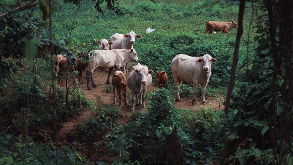 Una manada de vacas, imagen referencial - Sputnik Mundo