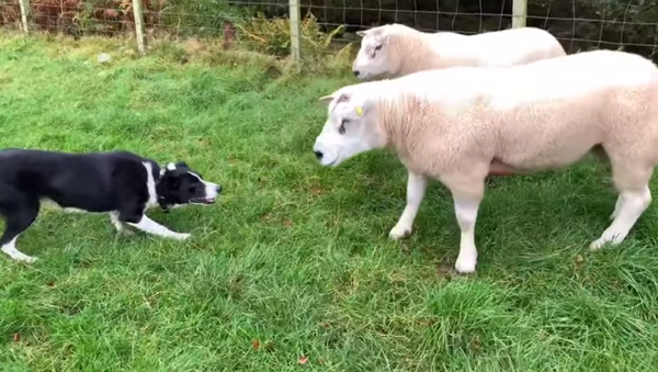 Dos ovejas dan una paliza a un perro: ¿quién ganará?  - Sputnik Mundo