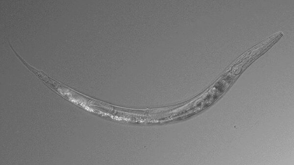 Nematodo, el gusano de tres sexos que intriga a la ciencia - Sputnik Mundo