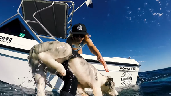 Un youtuber australiano impide que su perrito sea atacado por tiburones - Sputnik Mundo