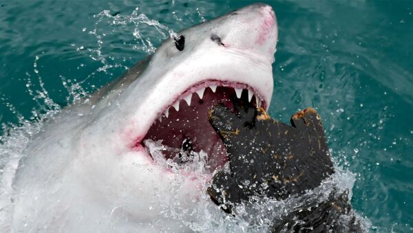 Un tiburón blanco (imágen referencial) - Sputnik Mundo