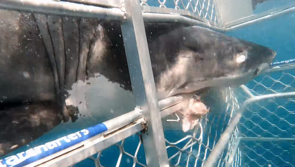 Un enorme tiburón se estrella de cabeza en una jaula de buceo - Sputnik Mundo