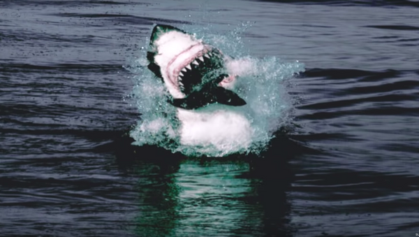 El ataque de un tiburón a unos lobos marinos  - Sputnik Mundo