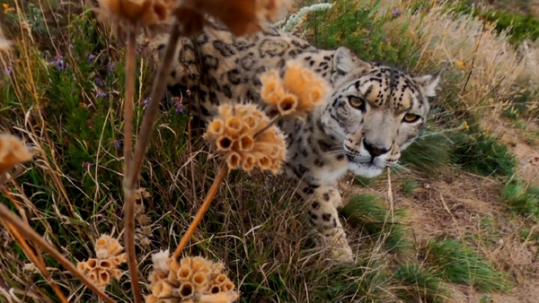 Un curioso leopardo ve por primera vez una cámara GoPro - Sputnik Mundo