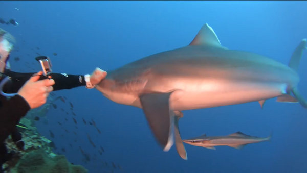 Un tiburón golpeado por un buzo - Sputnik Mundo