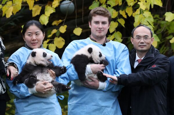 China's ambassador to Belgium Cao Zhongming poses with three month-old twin panda cubs Bao Di and Bao Mei at Pairi Daiza zoo - Sputnik Mundo