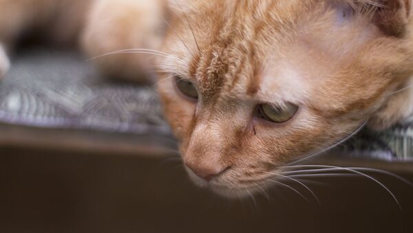 Un gato triste, referencial - Sputnik Mundo