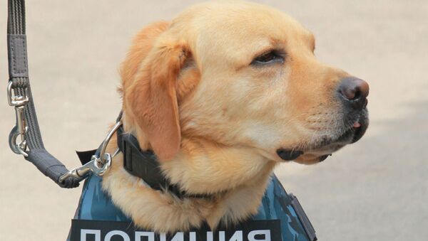 Perro policía, imagen referencial - Sputnik Mundo