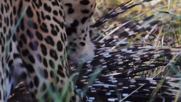 Así logra un leopardo devorar a un puercoespín - Sputnik Mundo
