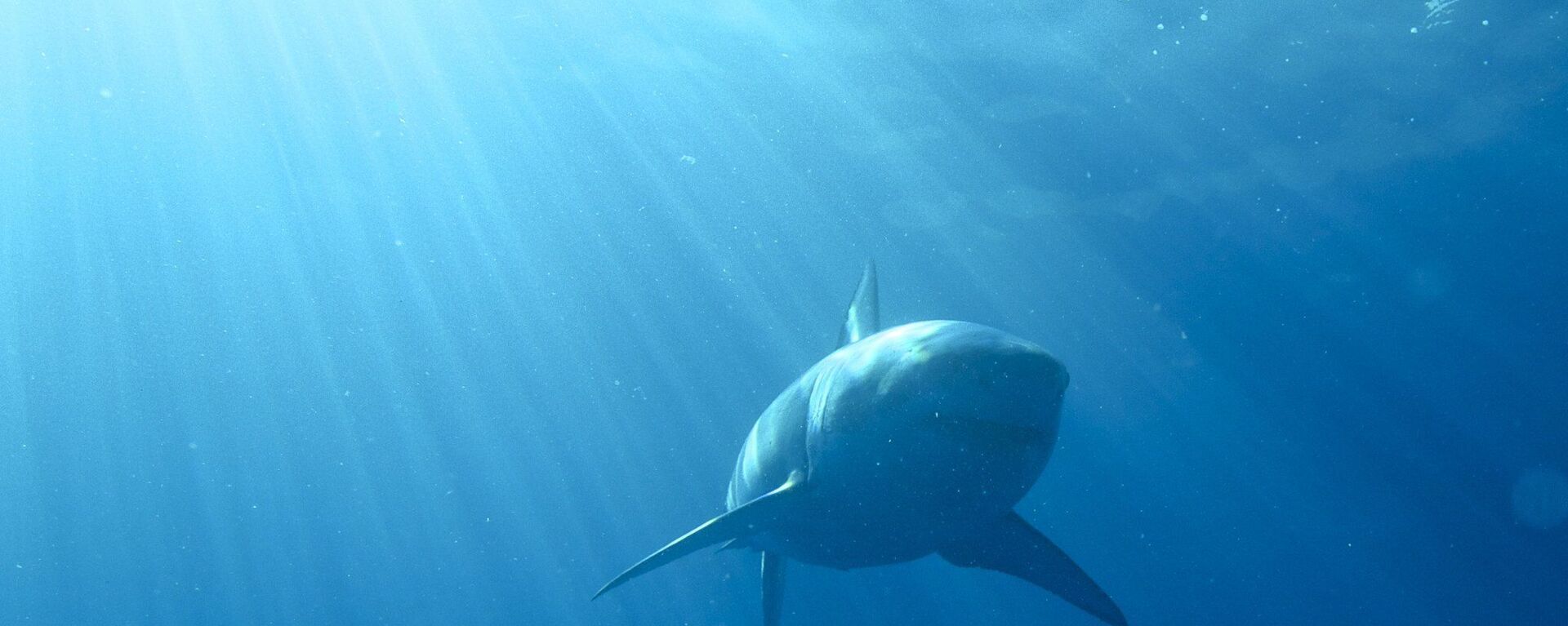 Un tiburón blanco (imagen referencial) - Sputnik Mundo, 1920, 31.10.2021