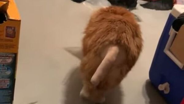 Gato con cola afeitada - Sputnik Mundo