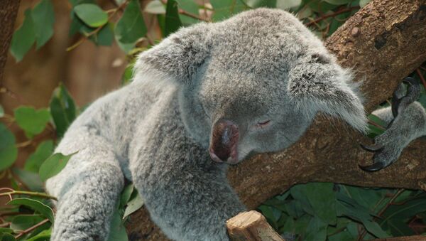 Un koala herido, referencial - Sputnik Mundo