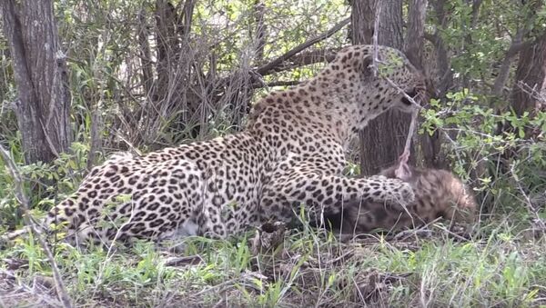 Un leopardo se come a una hiena - Sputnik Mundo