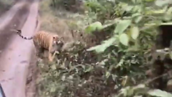 No juegue con fuego: una agresiva tigresa persigue un auto en un safari - Sputnik Mundo