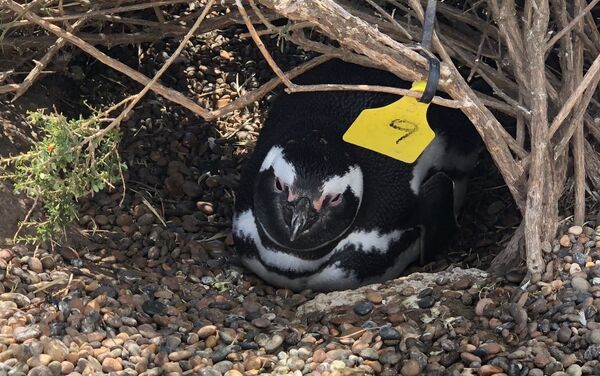 La pareja de pingüinos se turna para empollar a sus huevos para no dejar el nido solo. Pingüino de magallanes en Chubut, Argentina - Sputnik Mundo