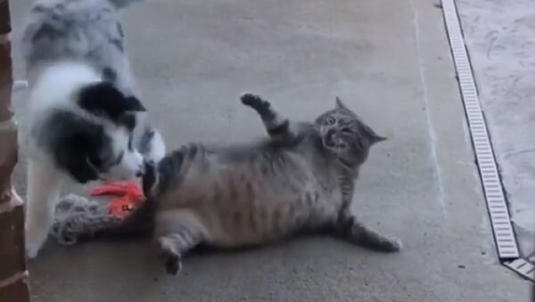 Un gato gordo intenta ahuyentar a un perro… rodando - Sputnik Mundo