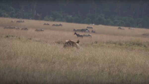 Una leona ataca a un ñu - Sputnik Mundo