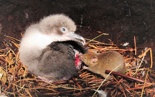 Un ratón muerde un polluelo de albatros - Sputnik Mundo