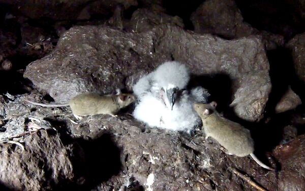 Dos ratones atacan a un polluelo de albatros en la isla Gough - Sputnik Mundo