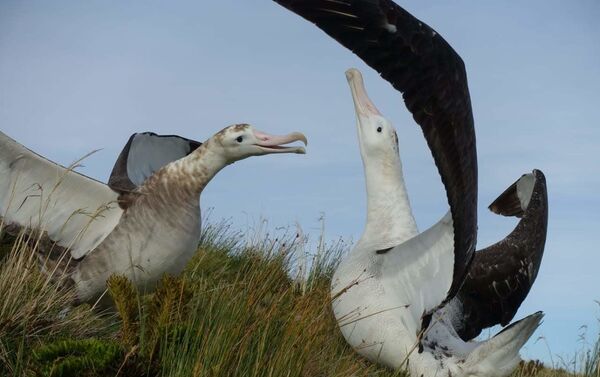 El albatros es el ave más grande del mundo - Sputnik Mundo