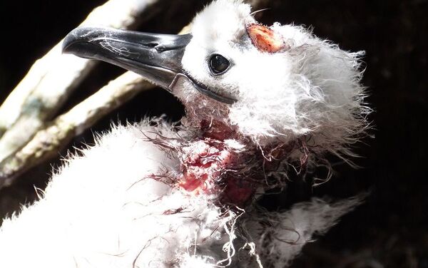 Lesiones por mordeduras de ratón en un polluelo albatros - Sputnik Mundo