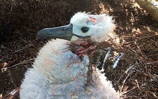 Albatros herido en la isla Gough - Sputnik Mundo