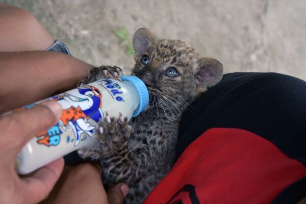 Спасенного от контрабандистов детеныша леопарда, кормят из бутылки в провинции Риау, Индонезия - Sputnik Mundo