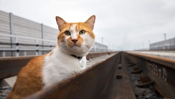 Móstik, el gato del puente de Crimea - Sputnik Mundo