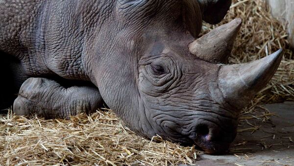 Rinoceronte negro (Archivo) - Sputnik Mundo