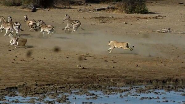 Una leona ataca a una manada de cebras - Sputnik Mundo