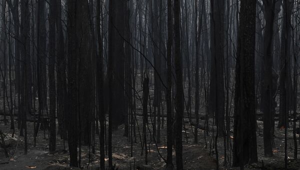 Un bosque quemado en Australia - Sputnik Mundo