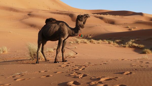 Un camello (imagen referencial) - Sputnik Mundo