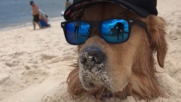 Los dueños de un perro de la raza golden retriever decidieron enterrar parcialmente a su mascota en la arena de la playa para ver cómo reaccionaba el animal - Sputnik Mundo