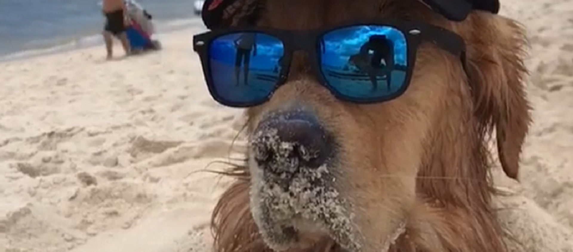 Los dueños de un perro de la raza golden retriever decidieron enterrar parcialmente a su mascota en la arena de la playa para ver cómo reaccionaba el animal - Sputnik Mundo, 1920, 08.01.2020