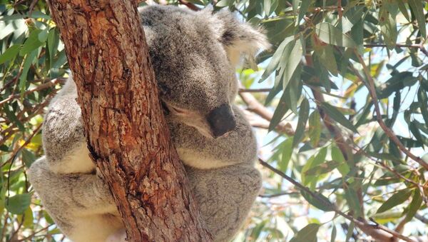 Koala, uno de los marsupiales icónicos de Australia - Sputnik Mundo