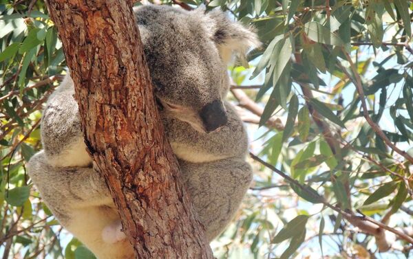Koala, uno de los marsupiales icónicos de Australia - Sputnik Mundo