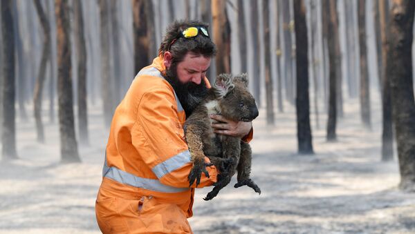 Australia en llamas: imágenes postapocalípticas y millones de animales muertos 
 - Sputnik Mundo