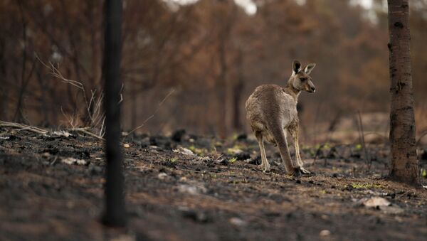 Un canguro en el bosque en Australia - Sputnik Mundo