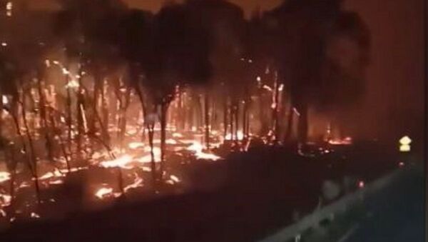 Este es el infernal paisaje que dejan los incendios en Australia - Sputnik Mundo